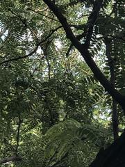 Gleditsia triacanthos