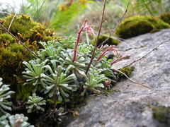 Saxifraga cochlearis