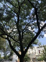 Gleditsia triacanthos