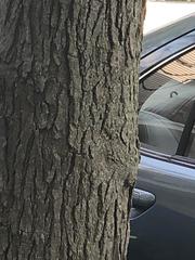 Gleditsia triacanthos