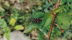 Cosmodela virgula