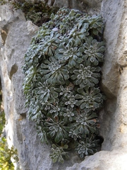 Saxifraga cochlearis