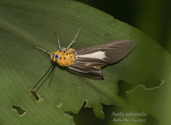 Asota subsimilis