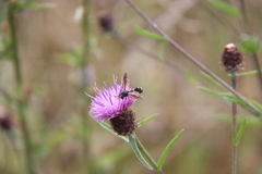Physocephala rufipes