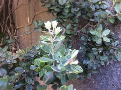 Metrosideros kermadecensis