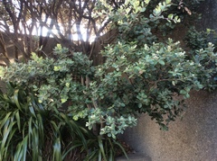 Metrosideros kermadecensis