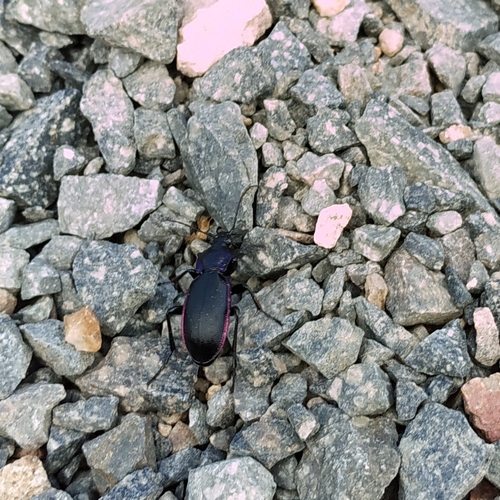 Carabus purpurascens