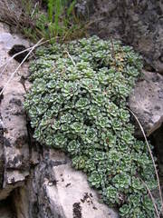 Saxifraga cochlearis