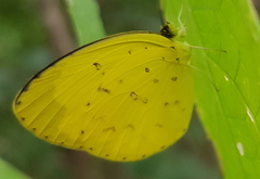 Eurema hecabe solifera