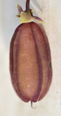 Roepera debilis