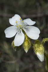 Drosera hirsuta