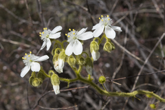 Drosera hirsuta