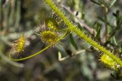 Drosera hirsuta