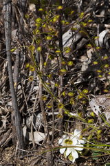 Drosera hirsuta