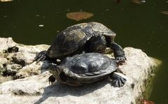 Trachemys scripta elegans