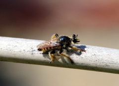 Pogonosoma maroccanum