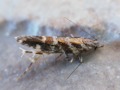 Aristotelia ericinella
