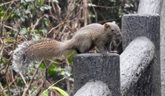 Callosciurus erythraeus thaiwanensis