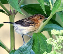 Stripe-Chested Antwren photo 2