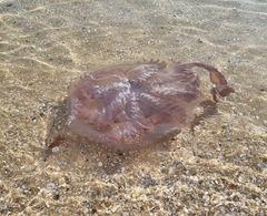 Pseudorhiza haeckeli