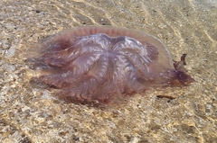 Pseudorhiza haeckeli