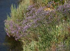 Limonium narbonense