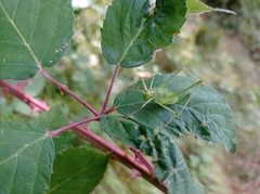 Leptophyes laticauda