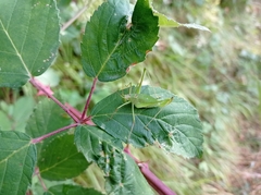 Leptophyes laticauda