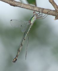 Chalcolestes parvidens