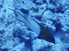 Bodianus anthioides