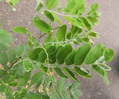 Erysiphe palczewskii