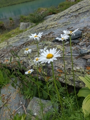 Tripleurospermum ambiguum