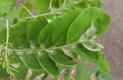 Erysiphe palczewskii