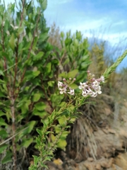 Freylinia densiflora