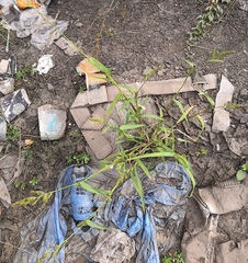 Echinochloa crus-galli