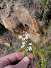 Freylinia densiflora