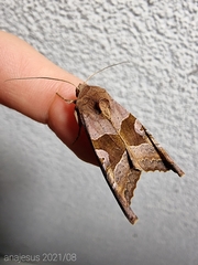 Phlogophora wollastoni