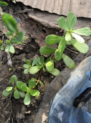 Portulaca oleracea