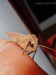 Phlogophora wollastoni