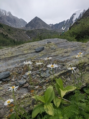 Tripleurospermum ambiguum