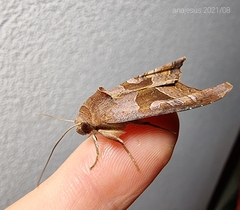 Phlogophora wollastoni