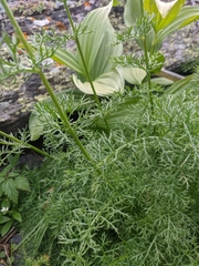 Tripleurospermum ambiguum