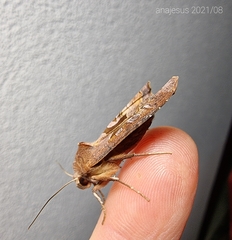 Phlogophora wollastoni