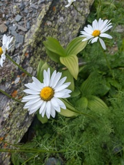 Tripleurospermum ambiguum