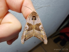 Phlogophora wollastoni