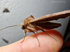 Phlogophora wollastoni