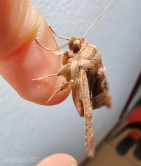 Phlogophora wollastoni