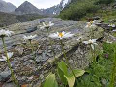 Tripleurospermum ambiguum