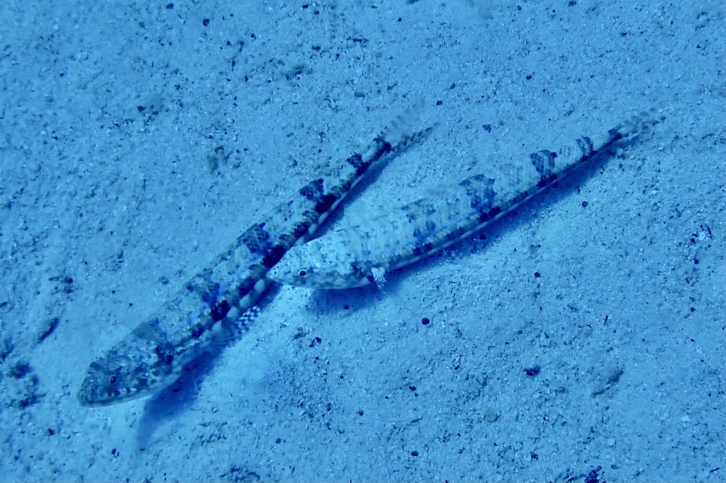 Common lizardfish