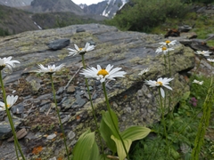 Tripleurospermum ambiguum